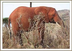 Tsavo browsing