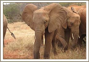 Mpala digging at the soil