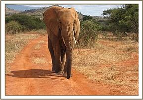 Emily walking down the road