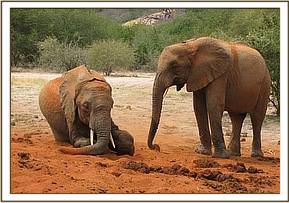 Ndomot & Wendi