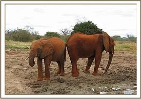 Taita & Kinna