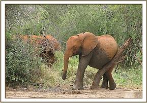 Lualeni scratching