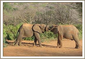 Mgeni the wild bull plays with Napasha