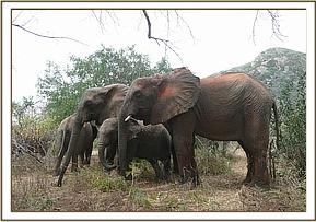 Nasalot & Kinna loving Kilanguni