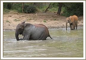 Naserian in the water