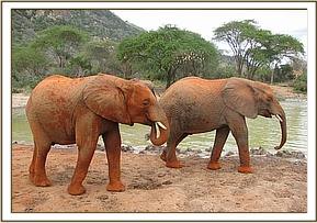 Madiba & Challa