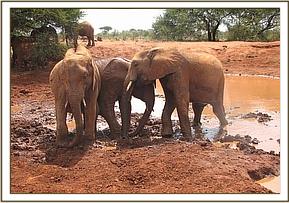 Seraa Mpala & Bura in water