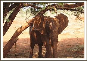 Mpala resting under the shade of a tree