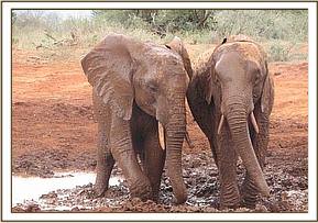 Mpala & Bura at the mudbath