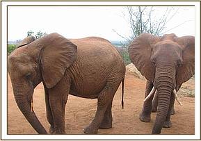 Thoma & Irima