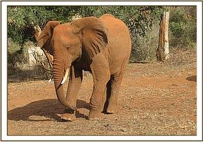 Laikipia