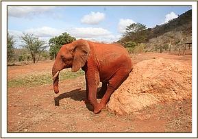 Mpala scratching