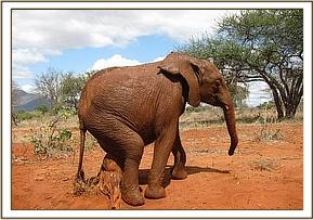 Lesanju scratching