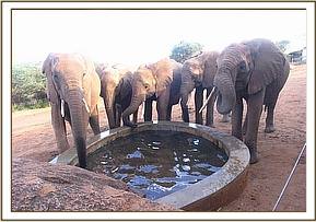 Lesanju, Kivuko,Taveta,Sinya & Lempaute drinking