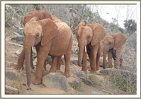 Arruba at the front of the group