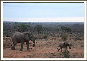 Orwa carries lucerne away from the wild bull