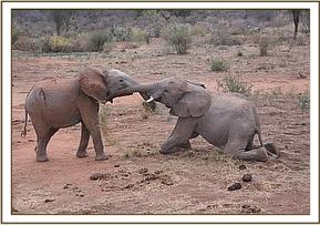 Vuria plays with Orwa