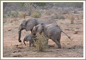 Yatta, Wiva and Yetu