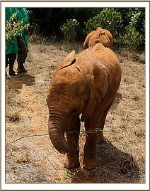 Enkesha playing with a stick