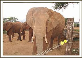 Aitong has lost part of her tusk