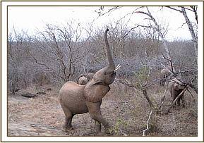 Yatta stretching to get some tasty shoots