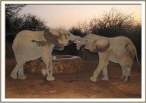 Yatta & Napasha playing at dawn