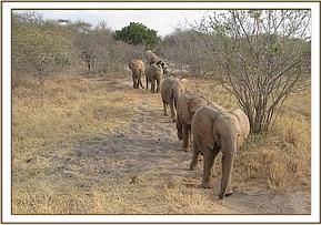 Ithumbah leading