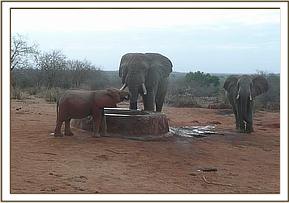 Ithumbah, Rafiki and a wild bull