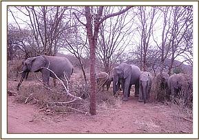 Kora and Lualeni with the babies