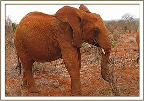 Lesanju in the bush