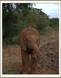 Orwa playing with a stick
