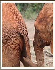 Orwa holding onto Sonje's tail