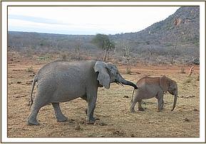 Sunyei sniffing at Ziwa