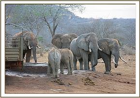 Orwa and Shukuru with wild bulls