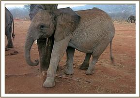 Orwa scratching his ear