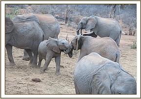 Orwa plays with a wild baby