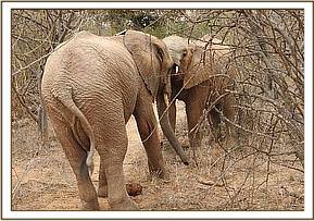 orwa plays narok