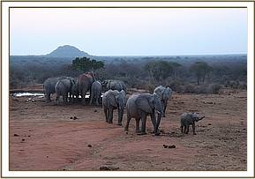 mulika group