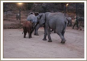 nasalot sniffing at one of the new babies
