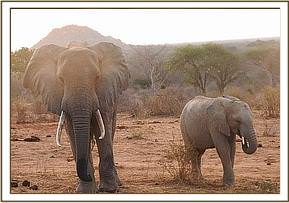 wild bull & orwa