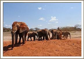 yatta & orphans in soil bathing