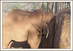 Arruba leans against a rock, after feeding