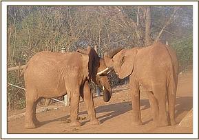 Nelion and Arruba engaging