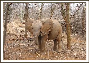 Ithumbah munching on a branch