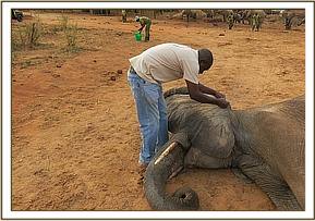 Mulika is immobilized