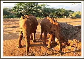 Wasessa and Lempaute sharing copra