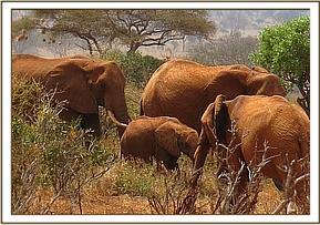 Sinya goes to greet the wild herd