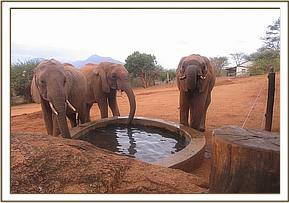 Sinya lft, Lesanju & Mzima drinking
