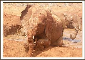 Arruba at the mud bath