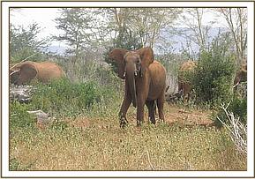 Lesanju greeting the Taita keepers